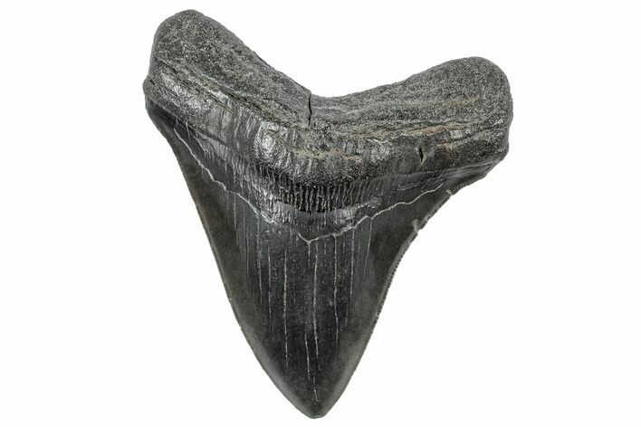 Serrated, Fossil Megalodon Tooth - South Carolina #306278